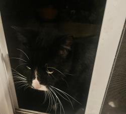 Found/Stray Unknown Cat last seen Marina View Park, Costa Mesa, CA 92627