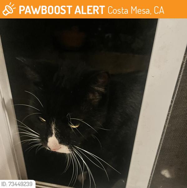 Found/Stray Unknown Cat last seen Marina View Park, Costa Mesa, CA 92627