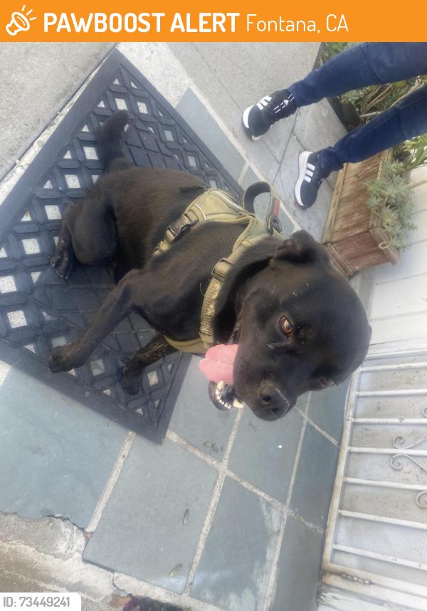 Found/Stray Male Dog last seen Near Merrill ave Fontana ca 92335, Fontana, CA 92335