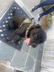 Found/Stray Male Dog last seen Near Merrill ave Fontana ca 92335, Fontana, CA 92335