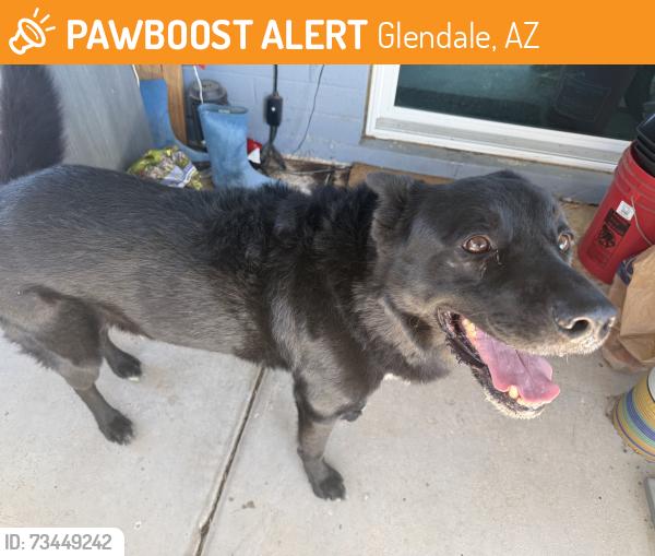 Found/Stray Male Dog last seen 35th Ave & Campo Bello, Glendale, AZ 85308