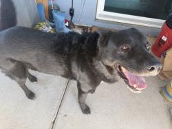 Found/Stray Male Dog last seen 35th Ave & Campo Bello, Glendale, AZ 85308