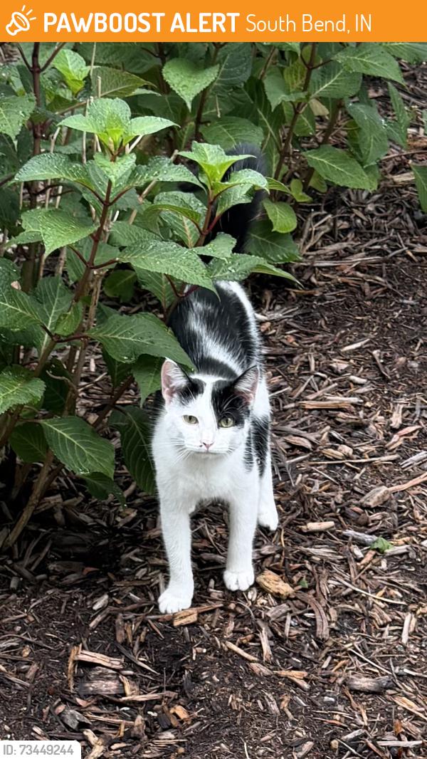 Found/Stray Unknown Cat last seen Estrer, South Bend, IN 46617