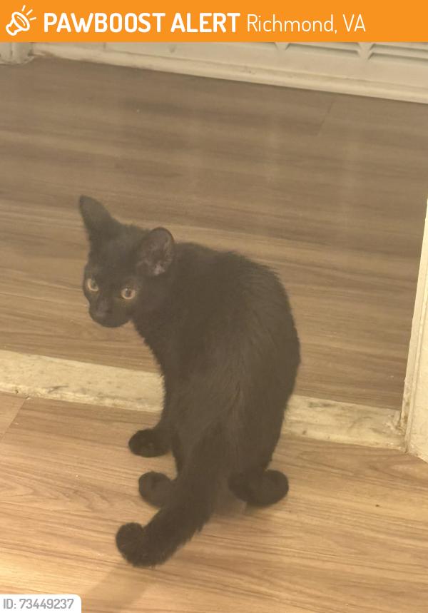 Found/Stray Unknown Cat last seen The residences at brookside, Richmond, VA 23225