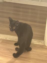 Found/Stray Unknown Cat last seen The residences at brookside, Richmond, VA 23225