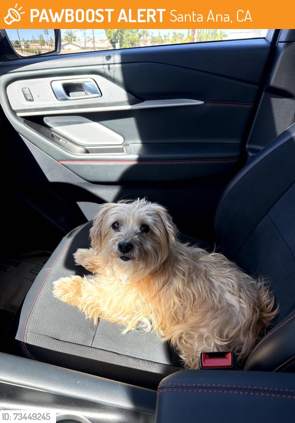 Found/Stray Unknown Dog last seen Cowan Heights Dr and Newport Ave, Santa Ana, CA 92705