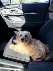 Found/Stray Unknown Dog last seen Cowan Heights Dr and Newport Ave, Santa Ana, CA 92705