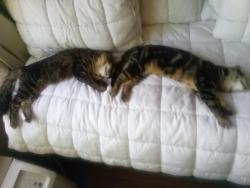 Lost Female Cat last seen Lynnwood Chuckie cheese, Lynnwood, WA 98036