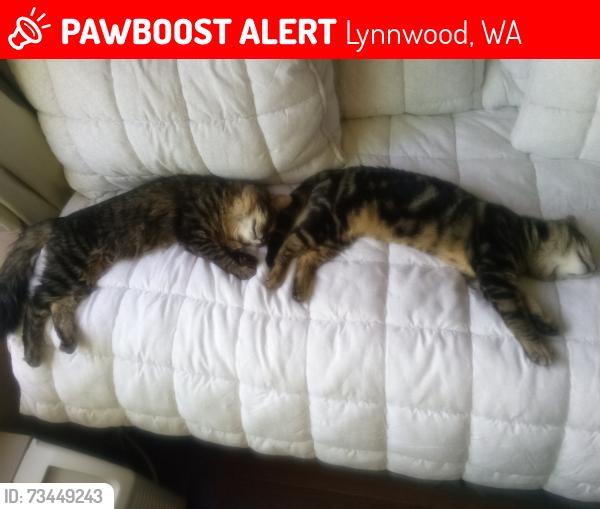 Lost Female Cat last seen Lynnwood Chuckie cheese, Lynnwood, WA 98036
