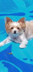 Lost Female Dog last seen Lott Rd, Twin Lakes, AL 36613