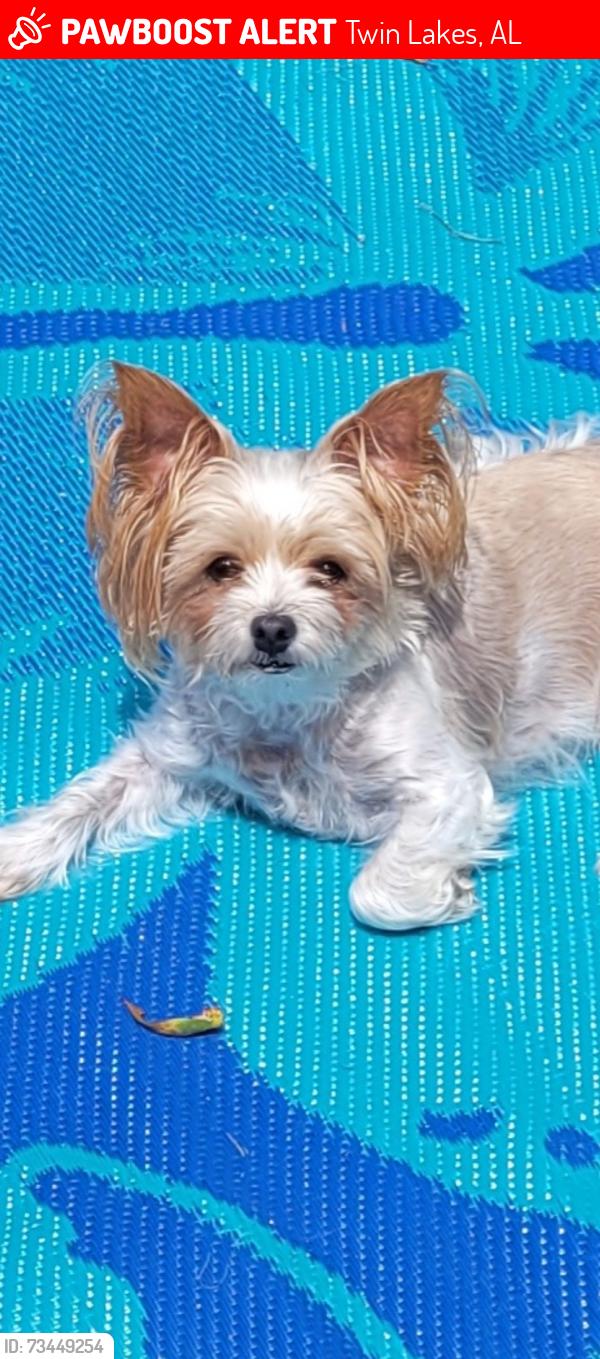 Lost Female Dog last seen Lott Rd, Twin Lakes, AL 36613