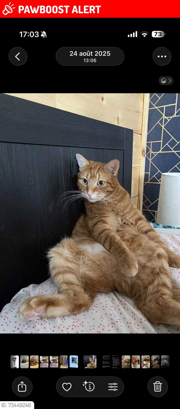 Lost Male Cat last seen Rue de l’église, Morin-Heights, QC J0R 1H0