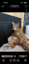 Lost Male Cat last seen Rue de l’église, Morin-Heights, QC J0R 1H0