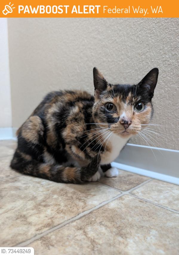 Found/Stray Female Cat last seen Arcadia s, Federal Way, WA 98023