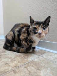 Found/Stray Female Cat last seen Arcadia s, Federal Way, WA 98023