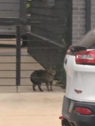 Found/Stray Unknown Cat last seen Near the big gray building with the dogs and garage, Philadelphia, PA 19147