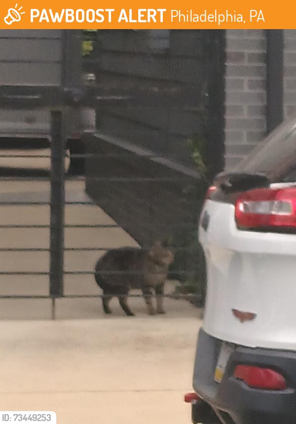 Found/Stray Unknown Cat last seen Near the big gray building with the dogs and garage, Philadelphia, PA 19147