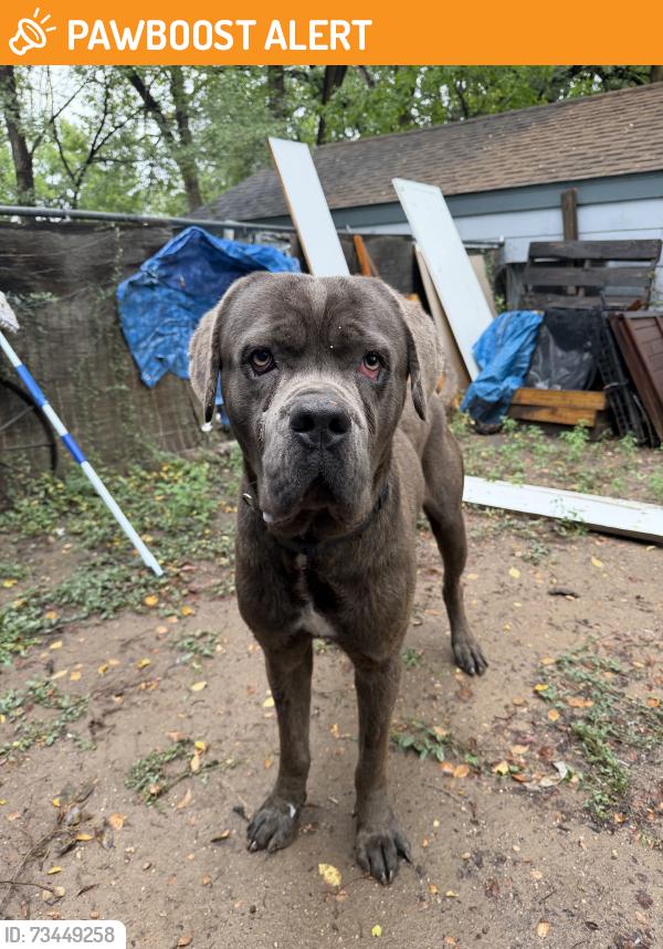 Found/Stray Male Dog last seen Southgate shopping area, Colorado Springs, CO 80905
