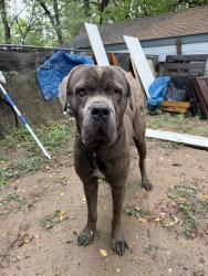 Found/Stray Male Dog last seen Southgate shopping area, Colorado Springs, CO 80905