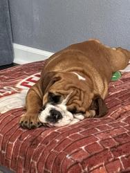 Reunited Female Dog last seen 33rd and Gold st, Wichita, KS 67217