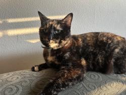Lost Female Cat last seen Willow St, Minnesota Ave, San Jose, CA 95125