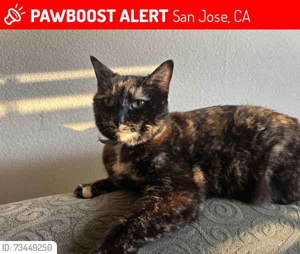 Lost Female Cat last seen Willow St, Minnesota Ave, San Jose, CA 95125