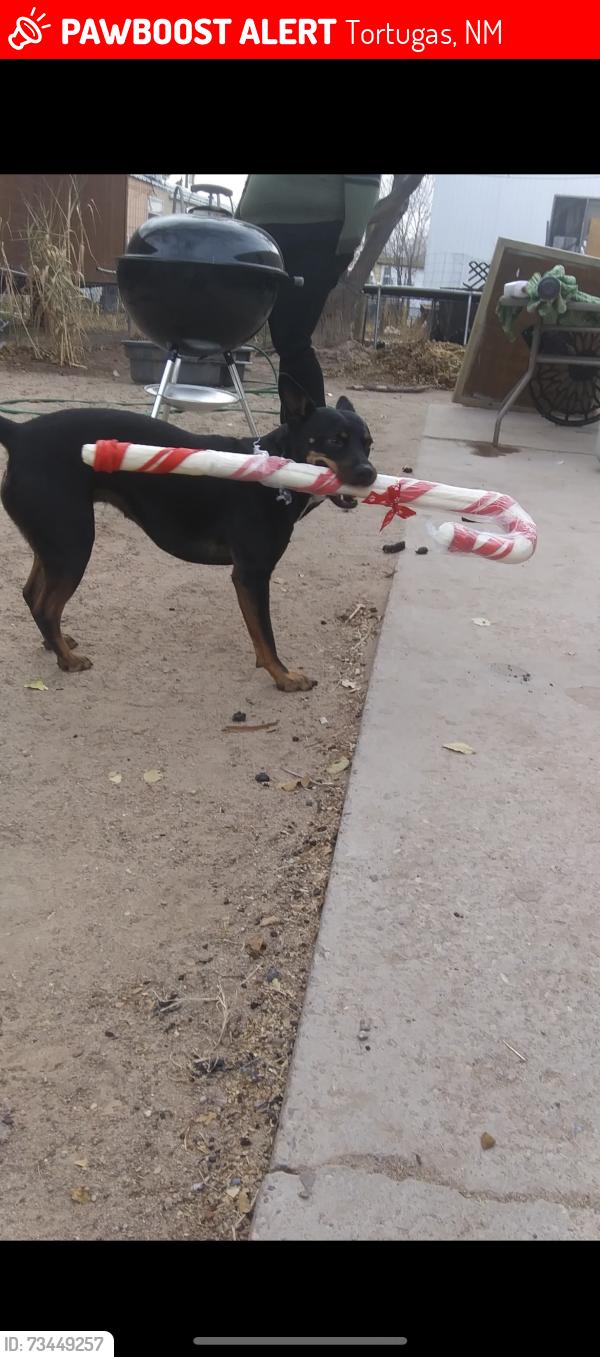 Lost Female Dog last seen Tortugas, Tortugas, NM 88001