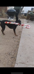 Lost Female Dog last seen Tortugas, Tortugas, NM 88001
