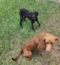 Found/Stray Male Dog last seen Exit 135, Sulphur Springs, TX 75482