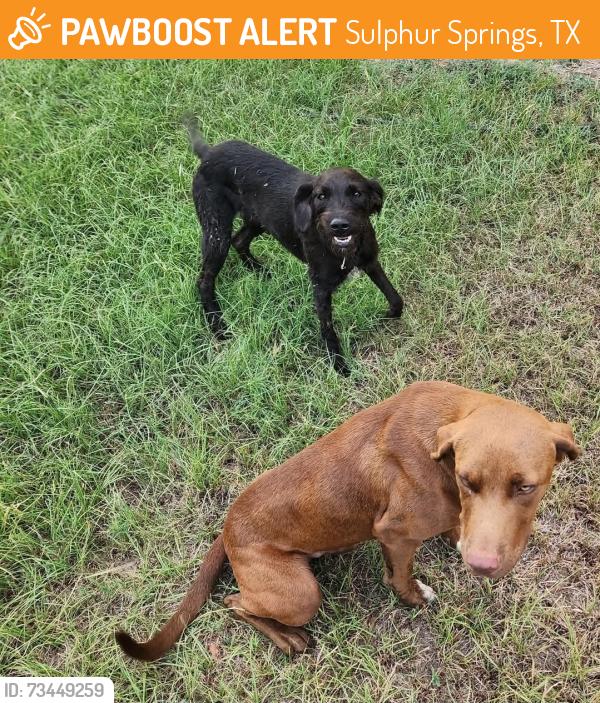 Found/Stray Male Dog last seen Exit 135, Sulphur Springs, TX 75482