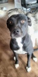 Lost Female Dog last seen 15th East and Ave J, Lancaster, CA 93535