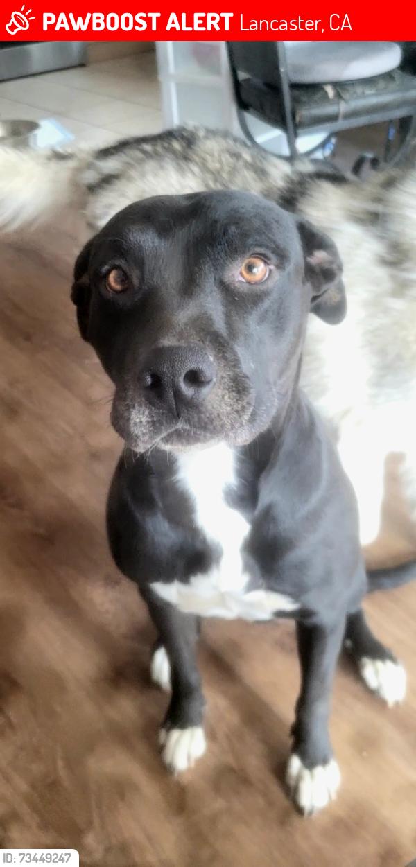 Lost Female Dog last seen 15th East and Ave J, Lancaster, CA 93535