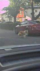 Found/Stray Unknown Dog last seen Schenectady, West Babylon, NY 11704