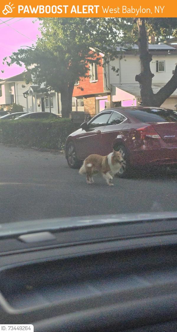 Found/Stray Unknown Dog last seen Schenectady, West Babylon, NY 11704
