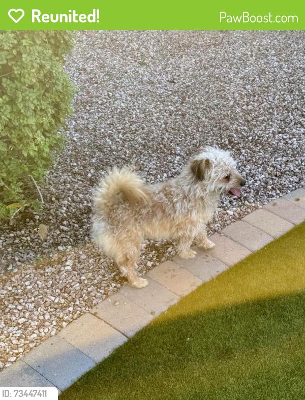 Reunited Male Dog last seen Meridian and Warner, Mesa, AZ 85201