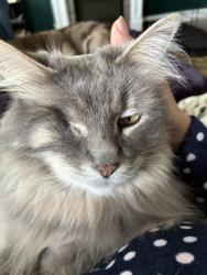 Lost Male Cat last seen Hutch Lane, Eagle Mountain, UT 84005