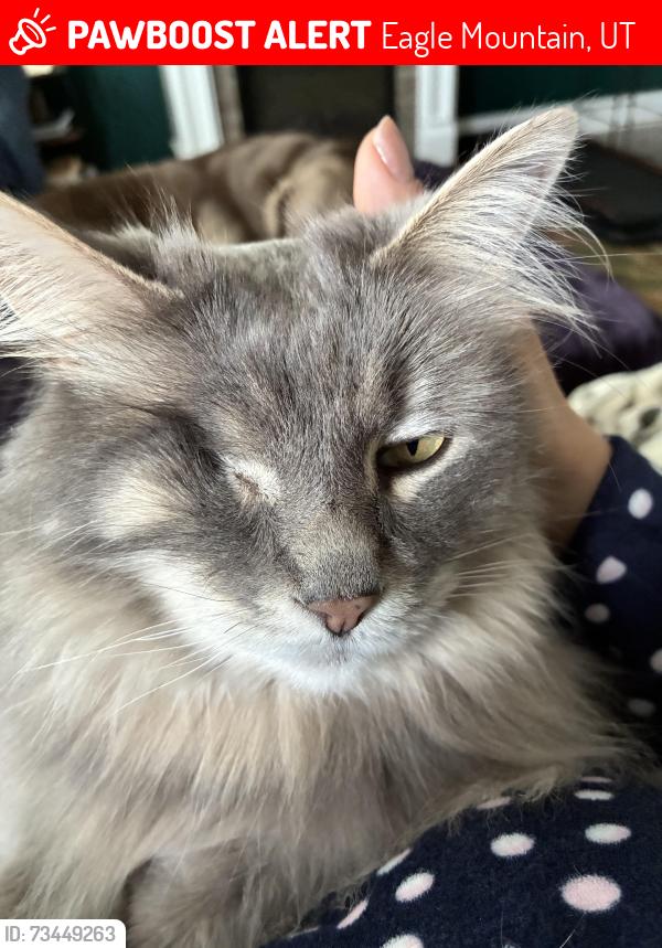 Lost Male Cat last seen Hutch Lane, Eagle Mountain, UT 84005