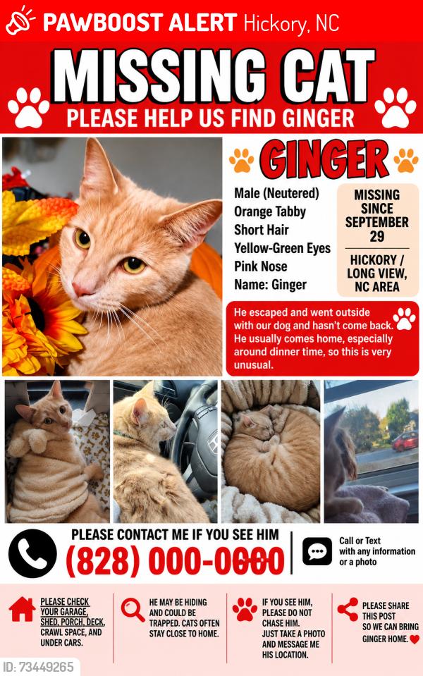 Lost Male Cat last seen Long view NC, Hickory, NC 28601