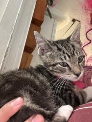 Lost Female Cat last seen Popeyes in neptune nj, Neptune City, NJ 07753