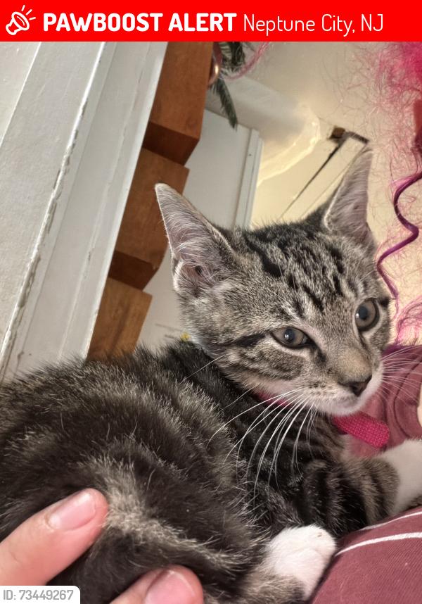Lost Female Cat last seen Popeyes in neptune nj, Neptune City, NJ 07753