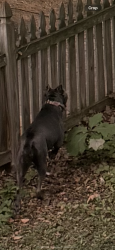 Found/Stray Unknown Dog last seen Leesburg elementary school, Leesburg, VA 20176