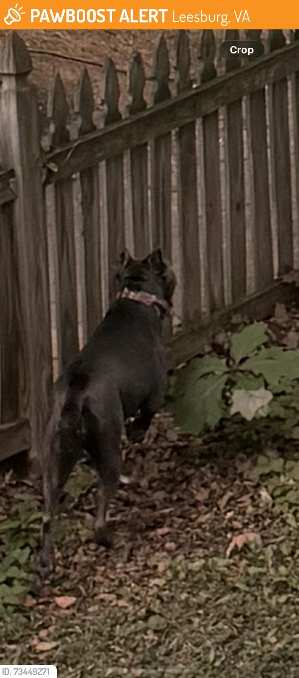 Found/Stray Unknown Dog last seen Leesburg elementary school, Leesburg, VA 20176