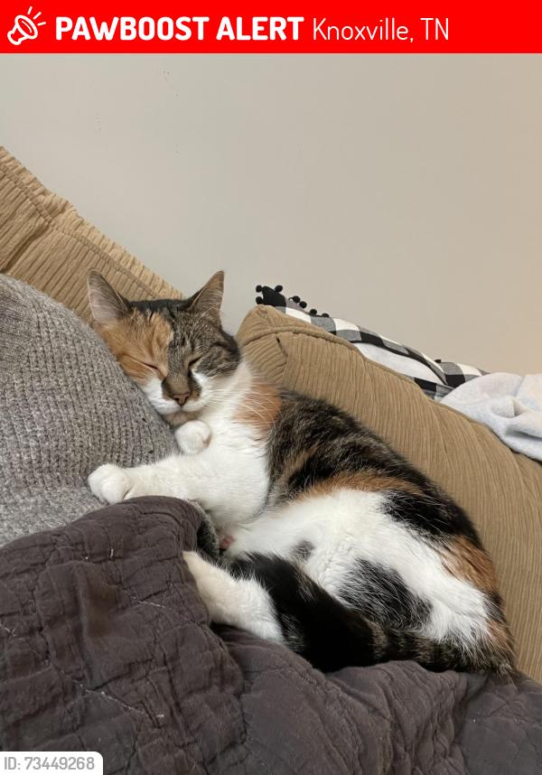 Lost Female Cat last seen Sherwood Drive, Knoxville, TN 37919