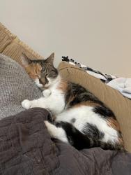 Lost Female Cat last seen Sherwood Drive, Knoxville, TN 37919