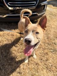 Found/Stray Female Dog last seen Stewart’s ferry rd, Nashville, TN 37218