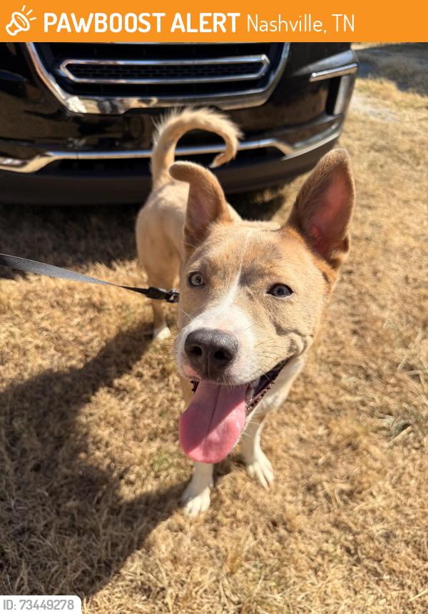 Found/Stray Female Dog last seen Stewart’s ferry rd, Nashville, TN 37218