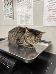 Shelter Stray Female Cat last seen Near BLOCK MIDLAND BLVD-63114, 10521 Baur Blvd, Olivette, MO 63132, USA