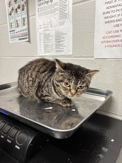 Shelter Stray Female Cat last seen Near BLOCK MIDLAND BLVD-63114, 10521 Baur Blvd, Olivette, MO 63132, USA
