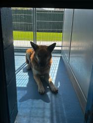 Shelter Stray Male Dog last seen Near BLK TYREE TOLIVER ST,BAKERSFIELD CA, 201 S Mt Vernon Ave, Bakersfield, CA 93307, USA