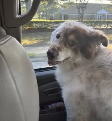 Reunited Female Dog last seen Nimmo parkway and townfield, Virginia Beach, VA 23456